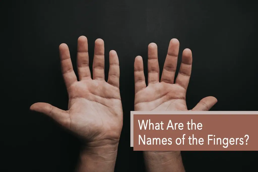 What Are the Names of the Fingers?