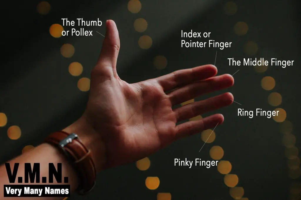 What Are the Names of the Fingers?