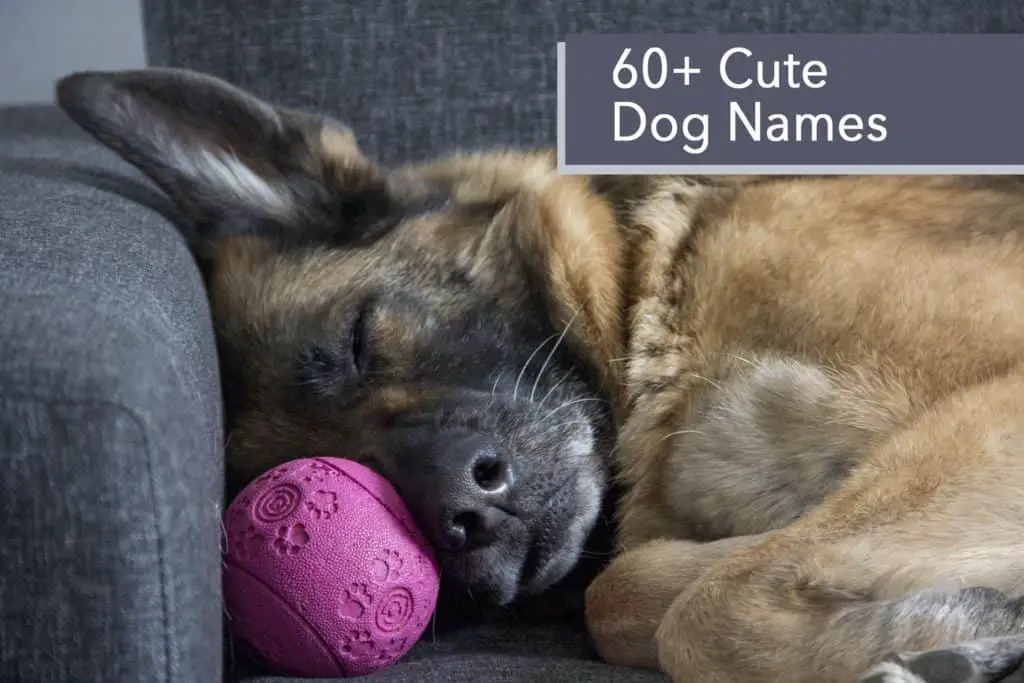 60+ Cute Dog Names