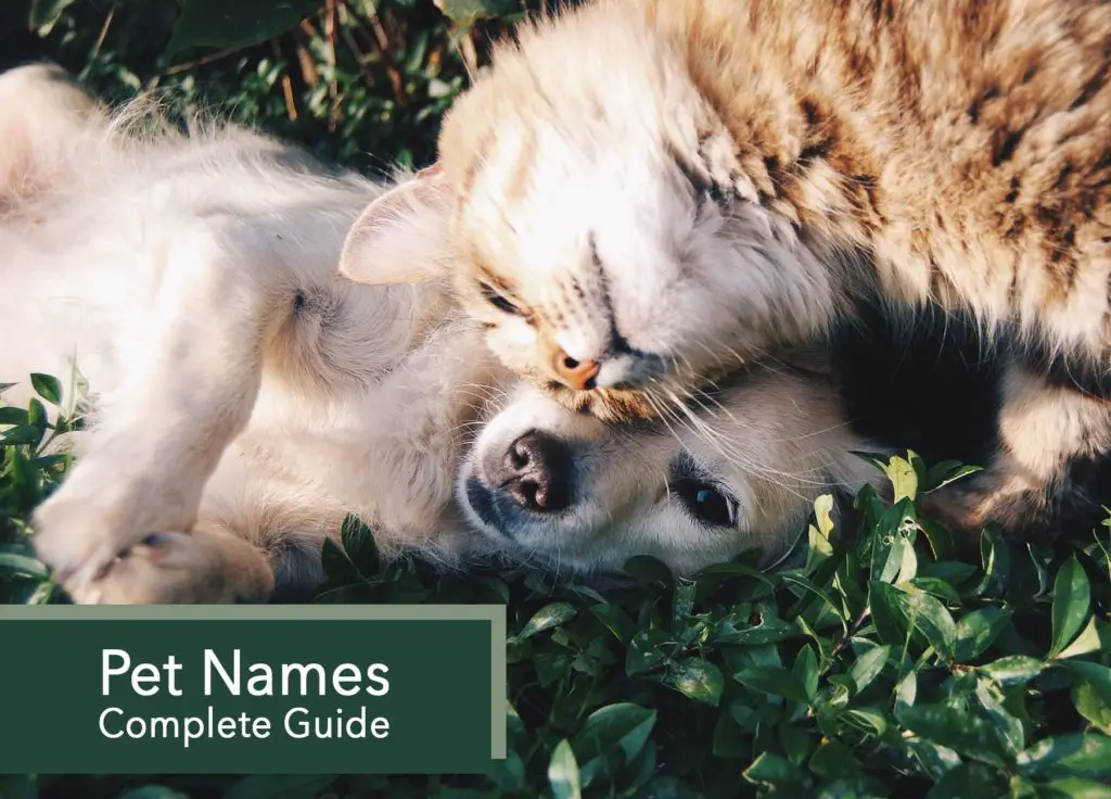 Pet Names : Complete Guide