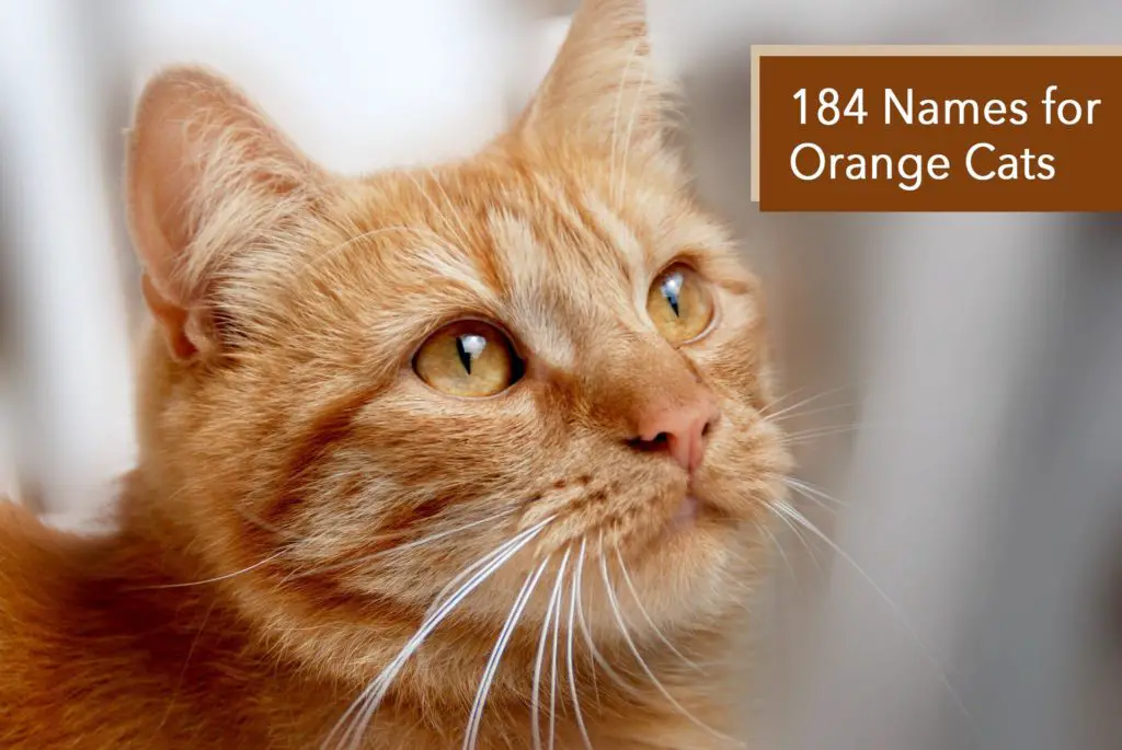 184 Names for Orange Cats