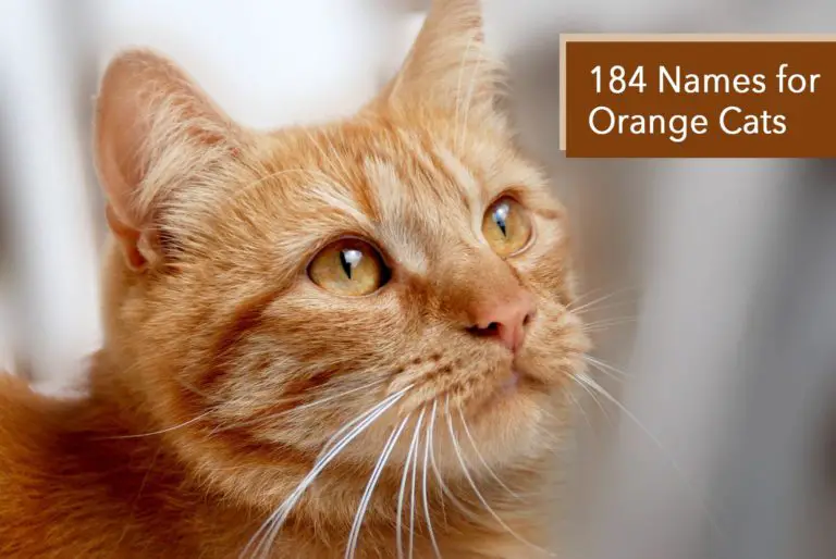 184 Names for Orange Cats Ideas for Boy or Girl Very Many Names