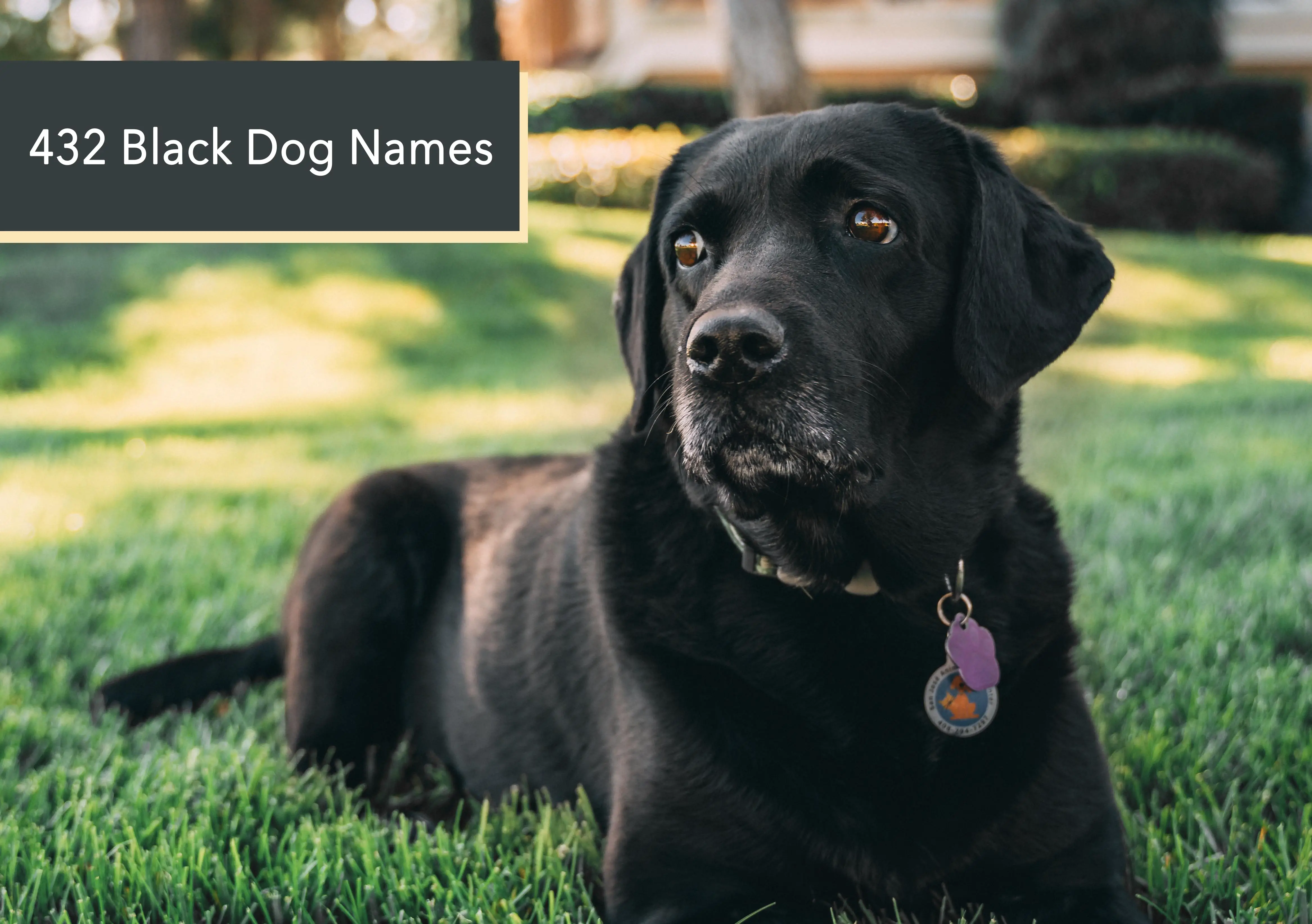 Black Dog Names