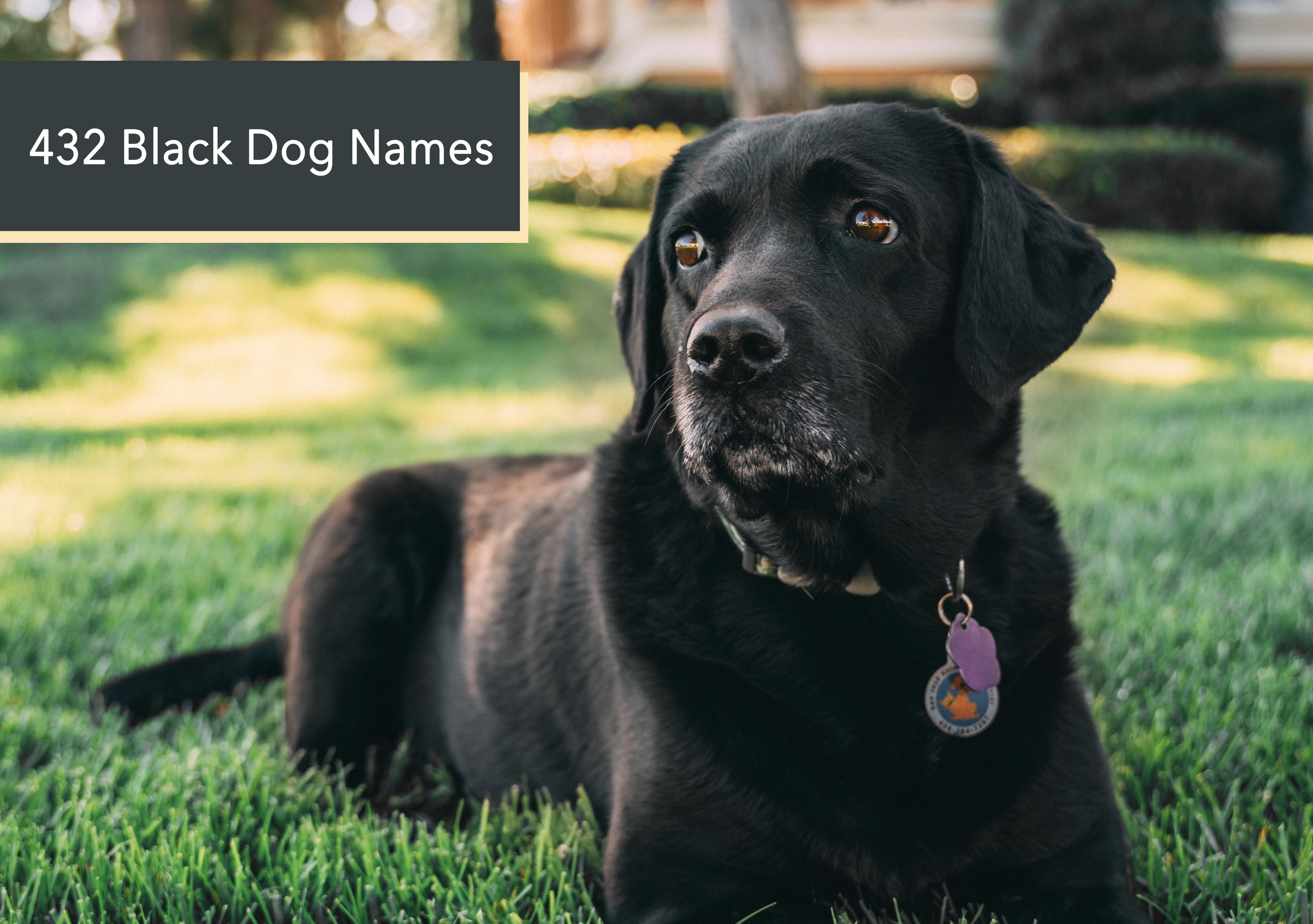 Black Dog Names