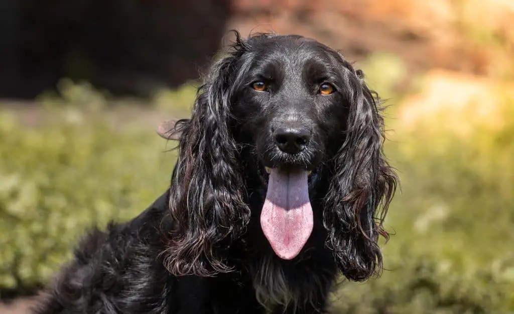 Female black dog