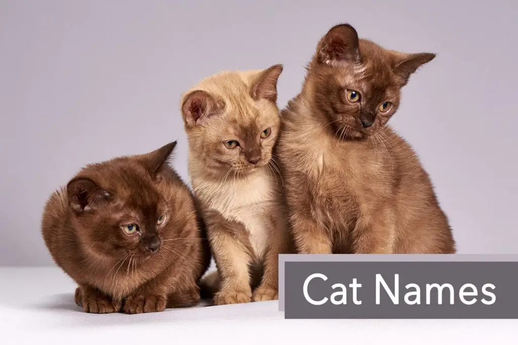 Cat Names