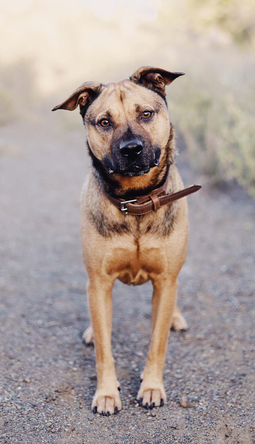 What Dog Name Means Protector? Very Many Names