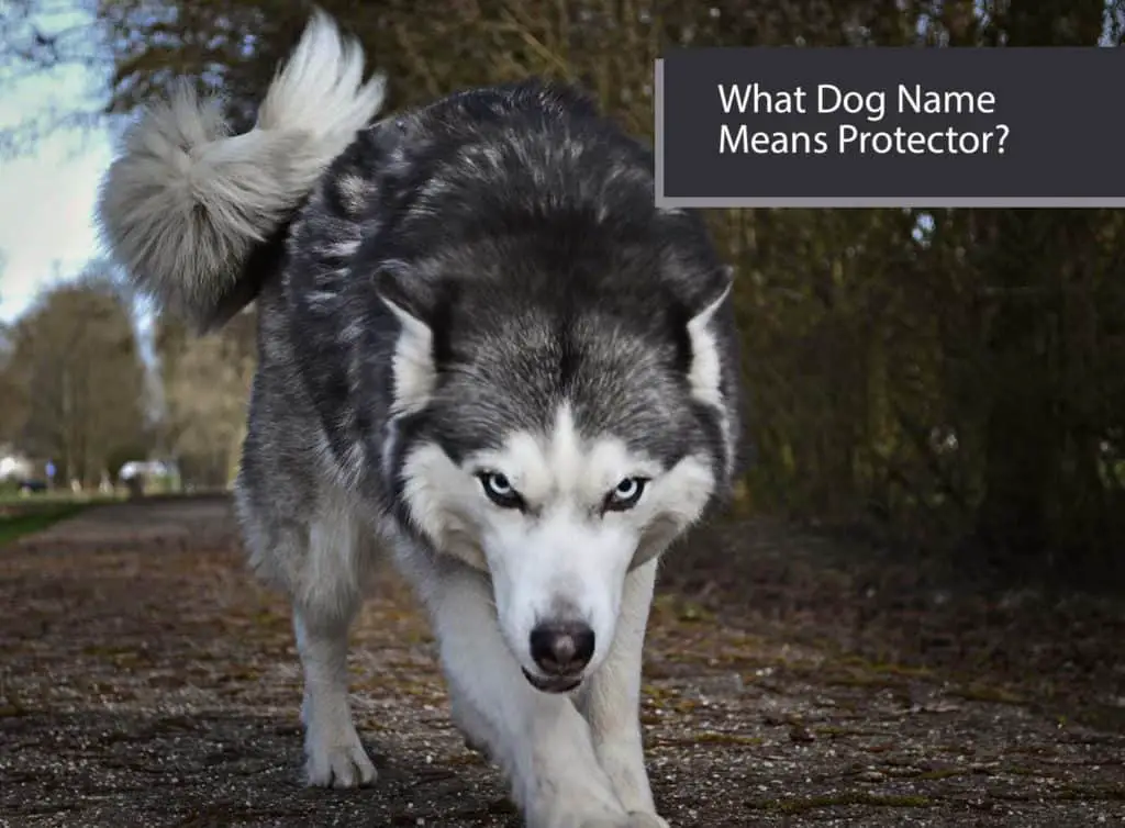 What Dog Name Means Protector?