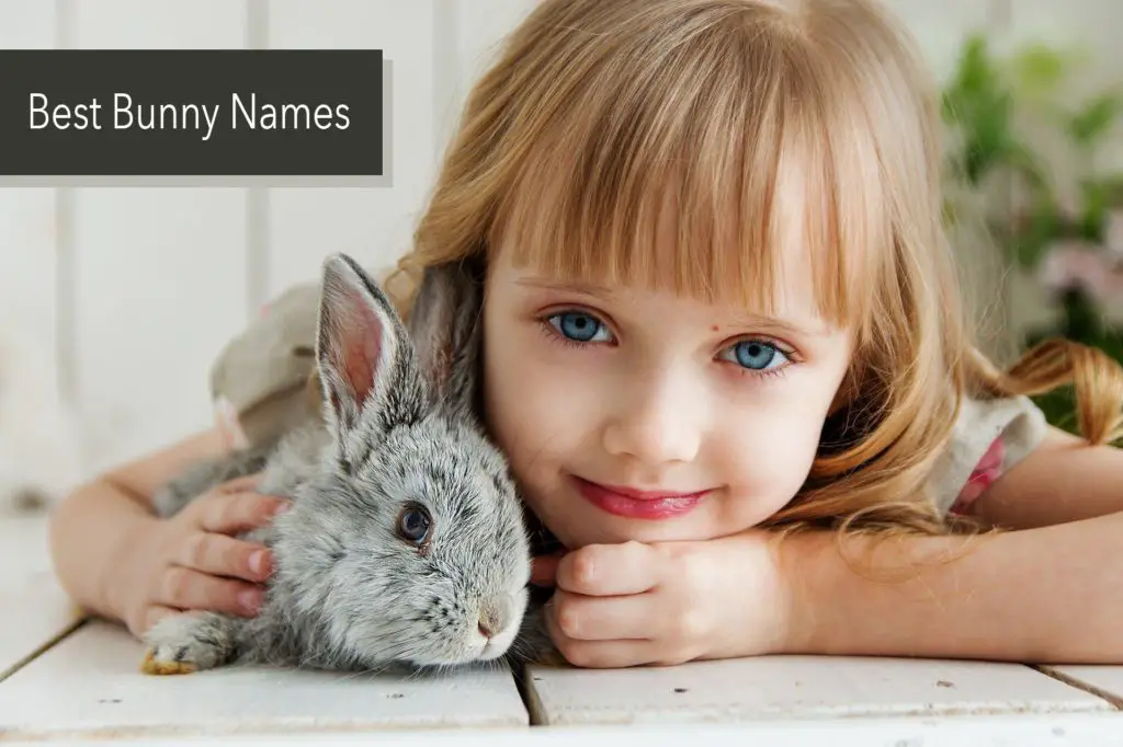 Bunny Names