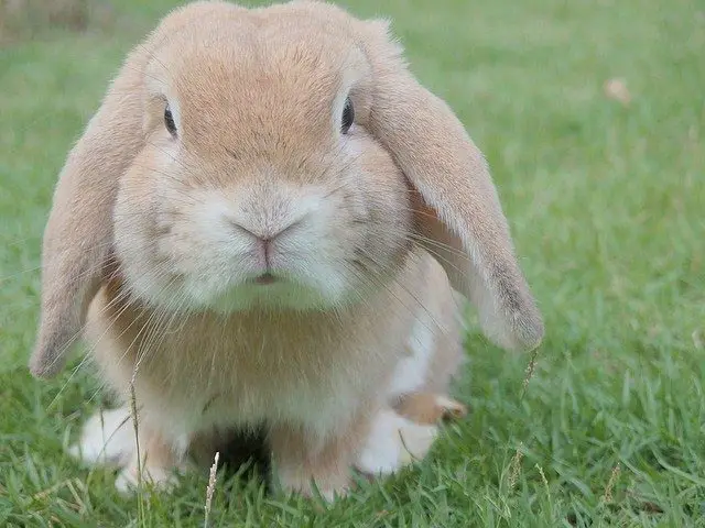 Bunny Rabbit Names