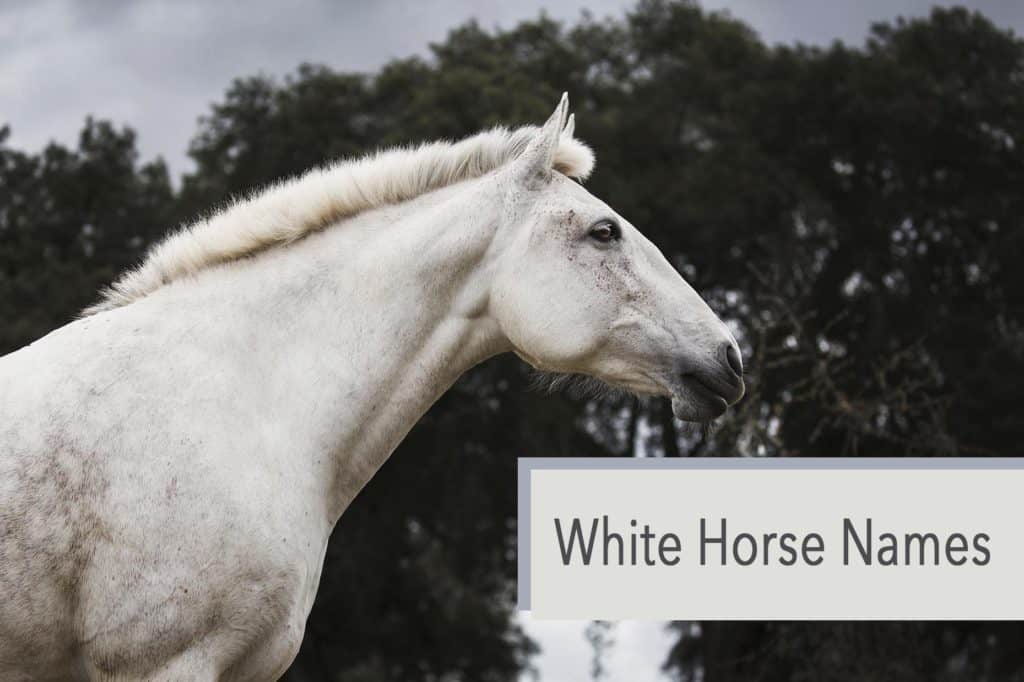 White Horse Names