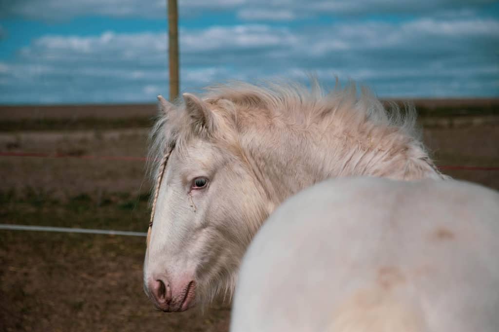 White female horse names