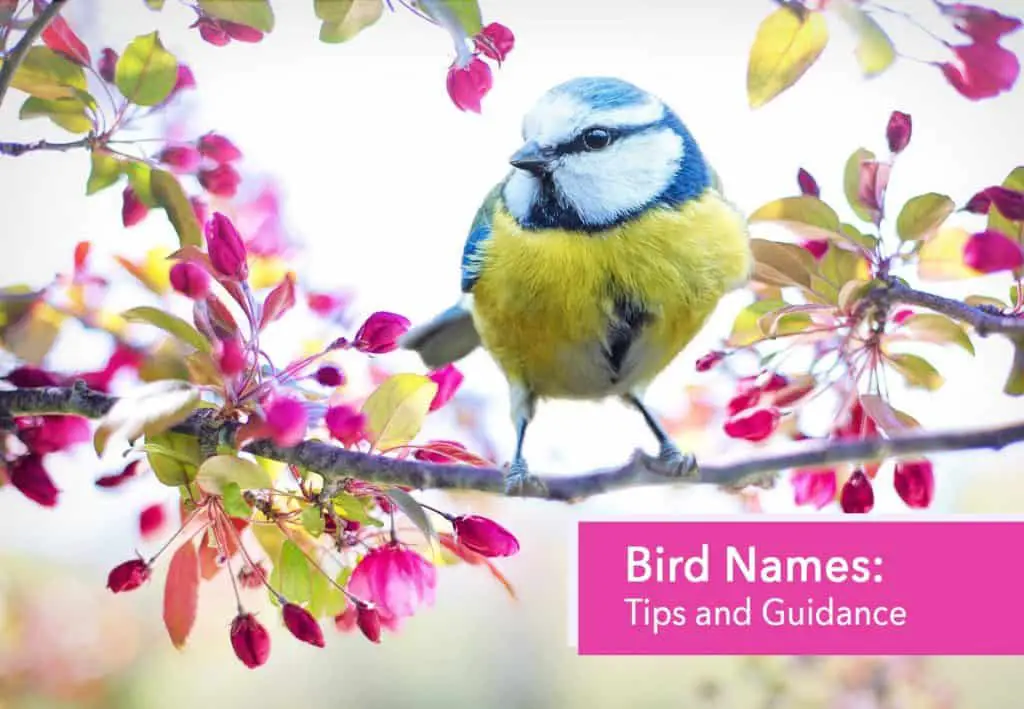 Bird Names