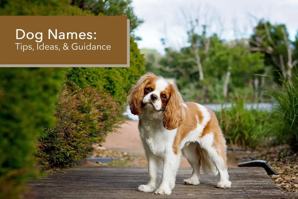 Dog Names