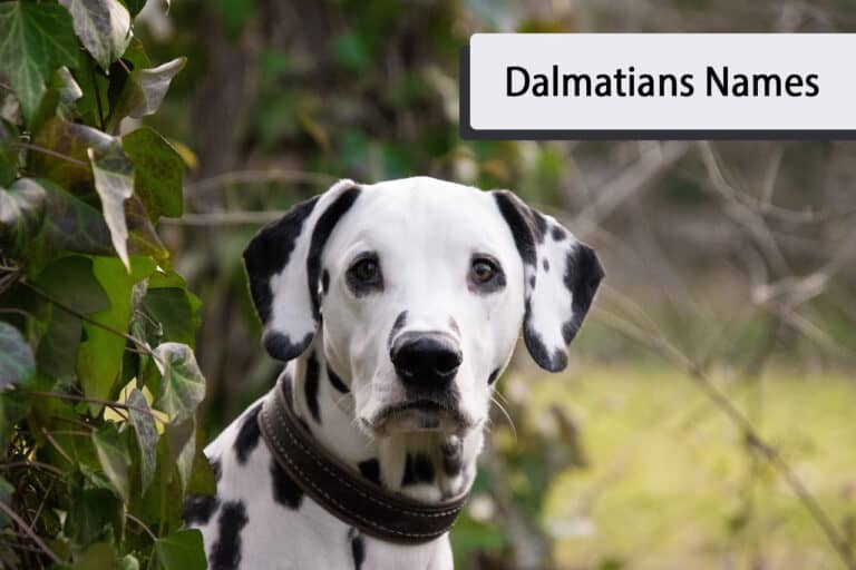 The Best Names for a Dalmatian Puppy Very Many Names